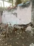 Goats for Meat and Breeding - 5