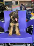 Male Purebred German Shepherd Puppy (1-3 Months) - 1