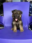 Male Purebred German Shepherd Puppy (1-3 Months) - 2