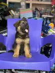 Male Purebred German Shepherd Puppy (1-3 Months) - 3