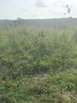 Half Plot of Land for Sale in Borteyman, Accra - 2