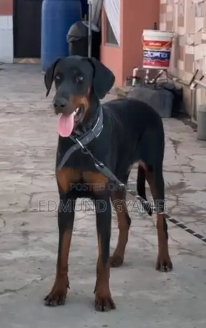 Purebred Doberman Pinscher - 6-12 Months Male