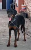 Purebred Doberman Pinscher - 6-12 Months Male - 1