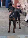 Purebred Doberman Pinscher - 6-12 Months Male - 2