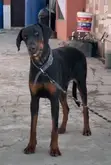 Purebred Doberman Pinscher - 6-12 Months Male - 3