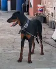 Purebred Doberman Pinscher - 6-12 Months Male - 4