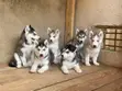 Female Purebred Siberian Husky Puppy (1-3 Months) - 1