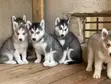 Female Purebred Siberian Husky Puppy (1-3 Months) - 2