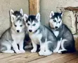 Female Purebred Siberian Husky Puppy (1-3 Months) - 3