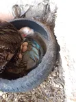Fertile Turkey Eggs for Sale - 2