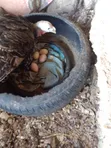 Fertile Turkey Eggs for Sale - 3