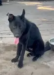 6-12 Months Male Purebred German Shepherd - 1