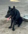 6-12 Months Male Purebred German Shepherd - 2