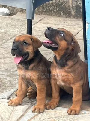 Purebred Boerboel Puppies - 1-3 Months Old