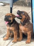 Purebred Boerboel Puppies - 1-3 Months Old - 1