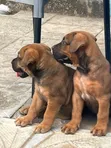 Purebred Boerboel Puppies - 1-3 Months Old - 2