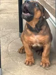 Purebred Boerboel Puppies - 1-3 Months Old - 3