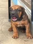 Purebred Boerboel Puppies - 1-3 Months Old - 4