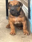 Purebred Boerboel Puppies - 1-3 Months Old - 5