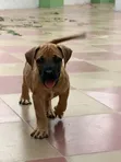 Purebred Boerboel Puppies - 1-3 Months Female - 1