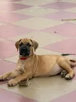 Purebred Boerboel Puppies - 1-3 Months Female - 2