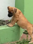 Purebred Boerboel Puppies - 1-3 Months Female - 3