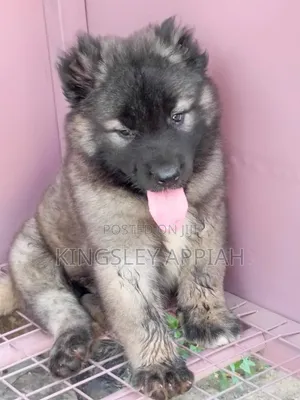 Purebred Caucasian Shepherd Puppies - Male, 1-3 Months