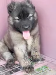 Purebred Caucasian Shepherd Puppies - Male, 1-3 Months - 2