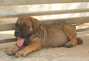 Purebred Boerboel Female Puppy (1-3 Months)