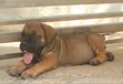 Purebred Boerboel Female Puppy (1-3 Months) - 1