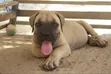 Purebred Boerboel Female Puppy (1-3 Months) - 2