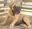 Purebred Boerboel Female Puppy (1-3 Months) - 3