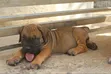 Purebred Boerboel Female Puppy (1-3 Months) - 4