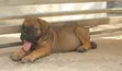 Purebred Boerboel Female Puppy (1-3 Months) - 5
