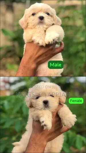 Purebred Female Poodle Puppy (1-3 Months)