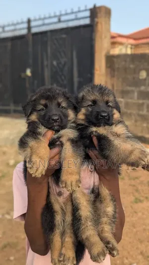 1-3 Month Male Purebred German Shepherd Puppy