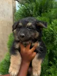 1-3 Month Male Purebred German Shepherd Puppy - 2