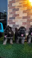 1-3 Month Male Purebred German Shepherd Puppy - 3