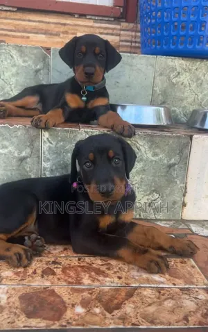 Purebred Doberman Pinscher Puppy - Male, 1-3 Months