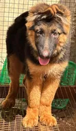 1-3 Month Male Purebred German Shepherd - 1