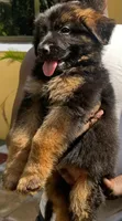 1-3 Month Male Purebred German Shepherd - 2