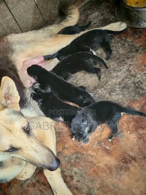Purebred German Shepherd Puppy - Female, 0-1 Month