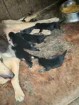 Purebred German Shepherd Puppy - Female, 0-1 Month - 2