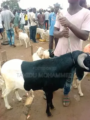 Healthy Local & Mixed Breed Sheep for Sale