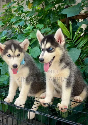 Male Purebred Siberian Husky Puppy (1-3 Months)