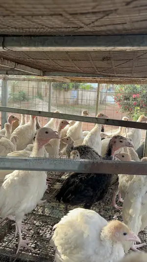 Hybrid Turkeys - 2 Months Old