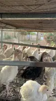 Hybrid Turkeys - 2 Months Old - 1