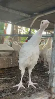 Hybrid Turkeys - 2 Months Old - 2