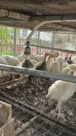 Hybrid Turkeys - 2 Months Old - 3