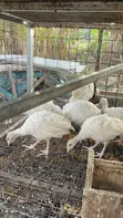 Hybrid Turkeys - 2 Months Old - 4